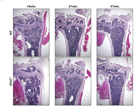 Hematoxylin 과 esosin 염색을 통한 형태 관찰