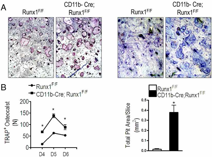 Runx1의 결실로 의한 파골세포 기능 변화 A) TRAP staining B) Pit assay