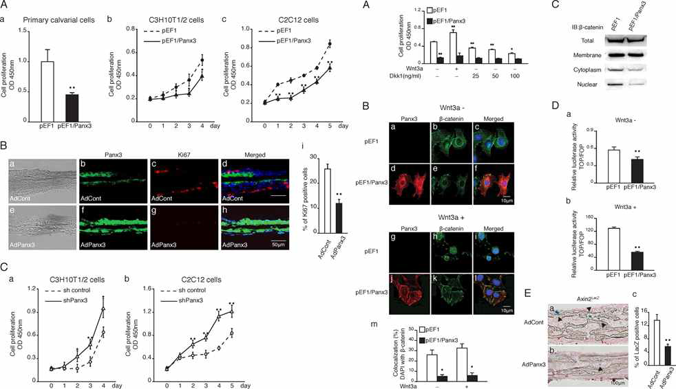 Pannexin 3는 Wnt signaling을 저애하여 조골세포의 증식을 억제