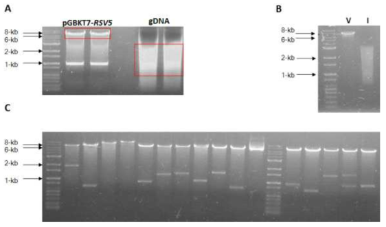 The construction of Pseudomonas fluorescenes gDNA library. A. pGBKT7RSV5 and the genomic DNA purifed from P. fluorescenes were respectively digested by BamHI and StuI. B.