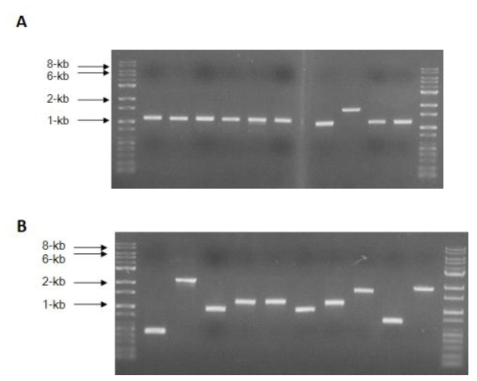 The PCR amplification using the plasmid DNAs purified from isolated colonies.