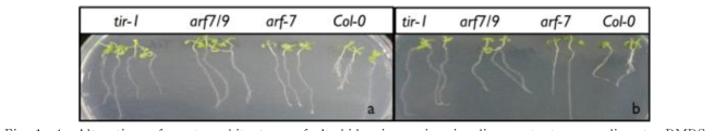 Alteration of root architecture of Arabidopsis auxin signaling mutants according to DMDS treatment.