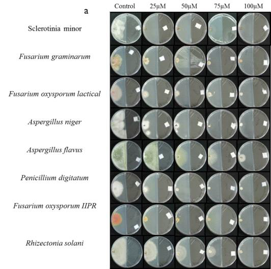 The antifungal activity of DMDS on PDA agar media against various fungal phytopathogens.