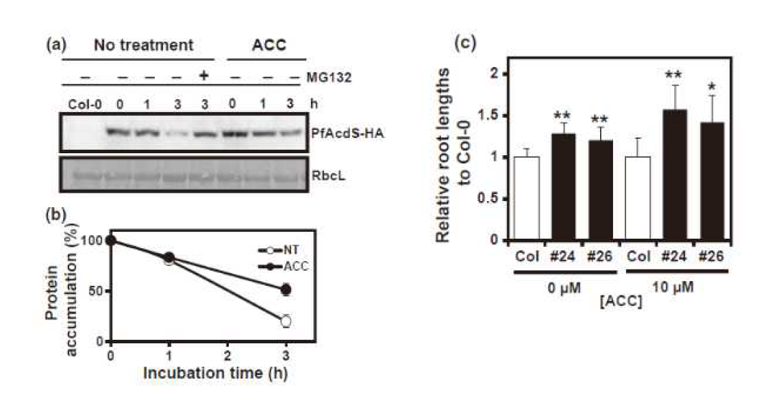 The protein degradation of PfAcdS in transgenic Arabidopsis.
