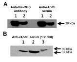 Specific hybridization of polyclonal anti-ACCd antibody. a Western blot of recombinant ACC deaminase.