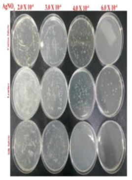 Detection of AcdS in isolated soil microorganisms by Western blotting and the comparison with biochemical analysis.