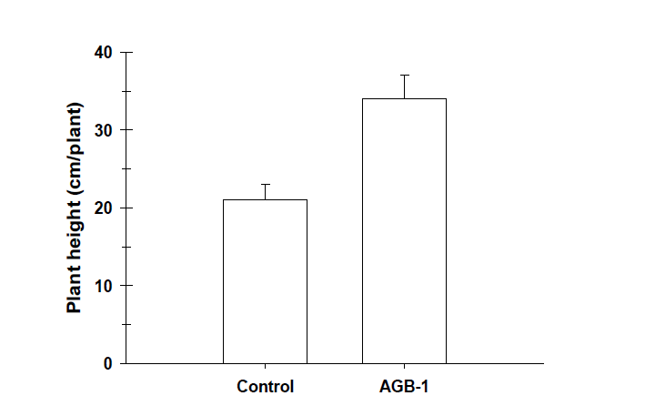 Effect of isolate AGB-1 on M. sinensis height.