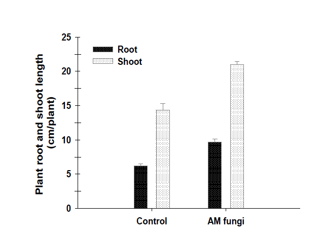 Influence of AM fungi on plant root and shoot length.