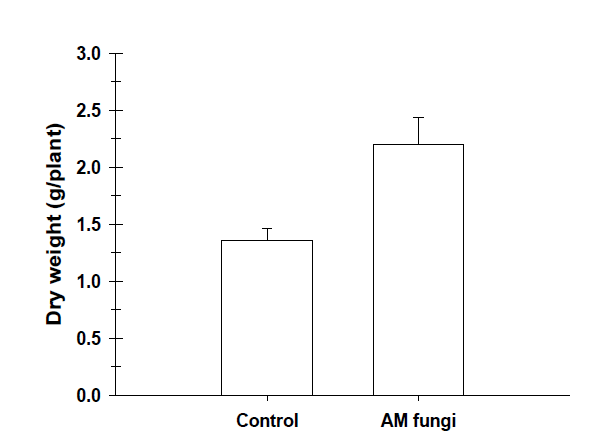 Role of AM fungi on plant dry weight production.