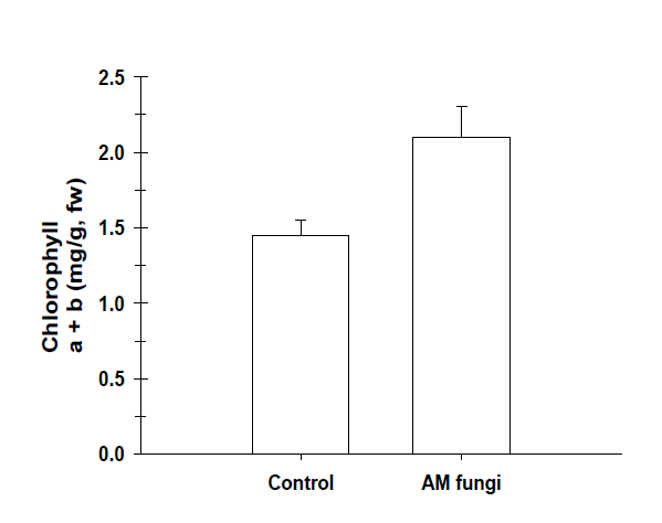 Effect of AM fungal inoculation on the production of chlorophyll content.