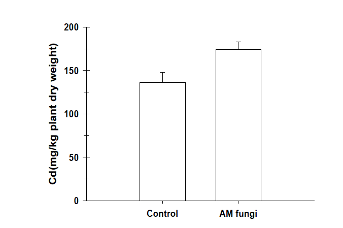 Effect of AM fungi on Cd accumulation of A. firma.