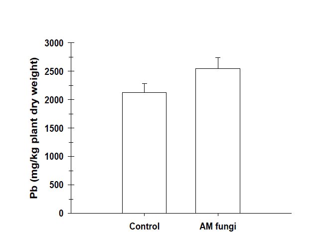 Role of AM fungi on Pb accumulation of A. firma.