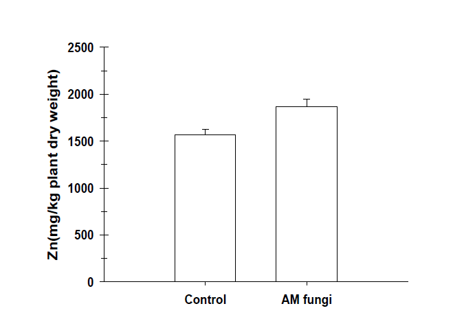 Zn accumulation in AM fungal inoculated and non-inoculated A. firma.