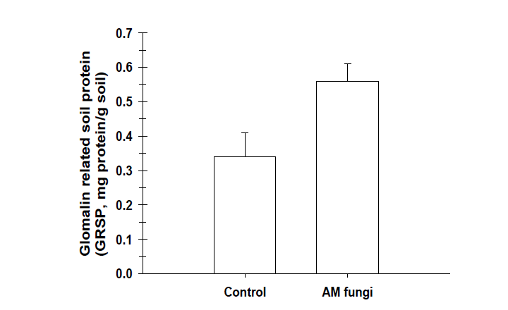 GRSP content in soil inoculated with AM fungi and control.
