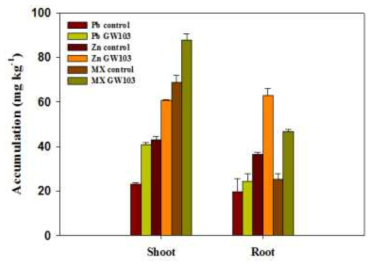 Pb and Zn uptake in shoots and roots of Zea mays L. with addition of Herbaspirillum sp. GW103.