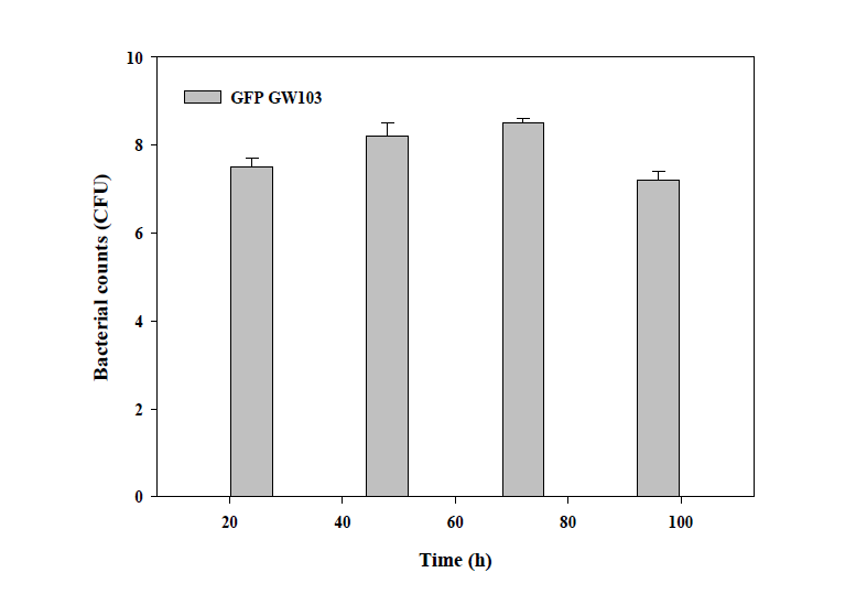 The survival of GFP tagged Herbaspirillum sp. GW103 in Cu contaminated mine soil.