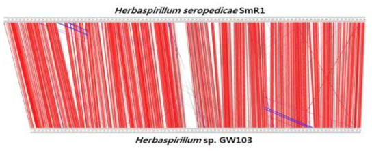 A pairwise comparison of the Herbaspirillum seropedicae SmR1 and the the Herbaspirillum
