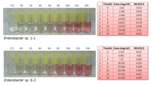 Salkowski’s assay to detect bacterial IAA by growth time. Increasing bacterial IAA shows pink color.