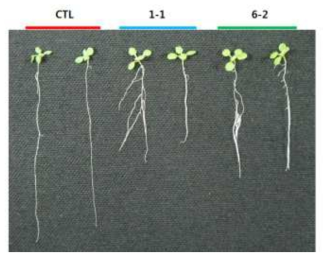 Phenotype changes of Arabidopsis treated bacteria on plate.