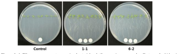 Filter paper assay to examine bacterial volatile organic compounds effect on Arabidopsis