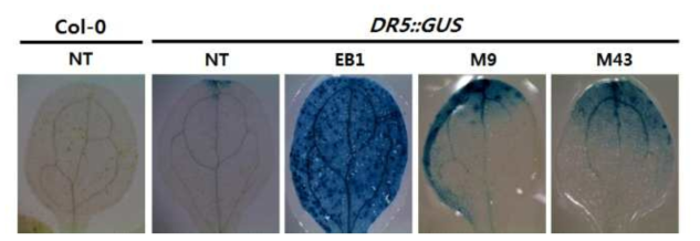 Analysis of DR5:GUS expression pattern and its regulation by EB1.