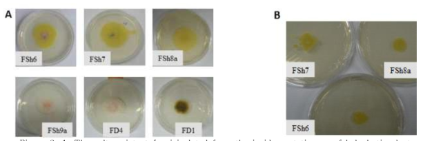 The salt resistant fungi isolated from the inside root tissues of halophytic plants