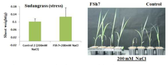 The promotion of growth and alleviation of salt stresses in sudan grass treated with Fsh7