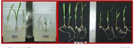 The growth pattern of sudan grass in presence and absence of Fsh7