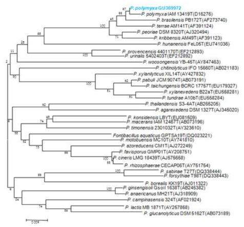 Phylogenetic relatoinships of root nodule endophyte bacteria Paenibacillus polymyxa RCP6 (GU369972) based on 16S rRNA sequence and related nearest neighbor sequences.