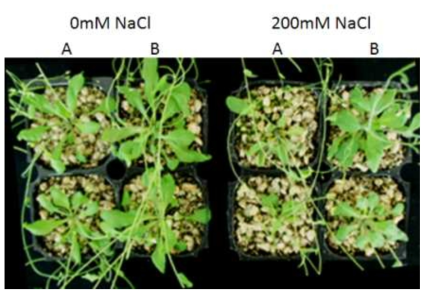 The effect of Pantoea ananatis on growth and salt tolereance of Arabidopsis.