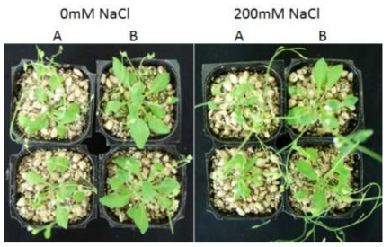 The effect of Salanicola peritrichatus on growth and salt tolereance of Arabidopsis.