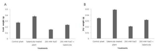 Average fresh weights(A) and dry weights(B) of Arabidopsis untreated(A) or treated with Salanicola peritrichatus(B) under 0 mM and 200 mM NaCl.