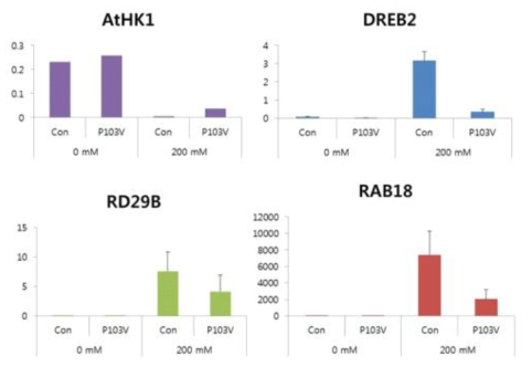 Gene expression profiles of representative salt stress responsive genes in Arabidopsis in presence or absence of P. ananatis sp. 103V (P103V).