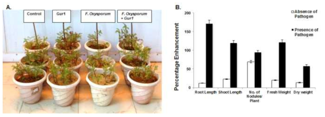 The plant growth promoting effect of T. cerinum spp. Gur1