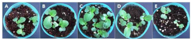 Effect of bacterization on growth of Chinese cabbage