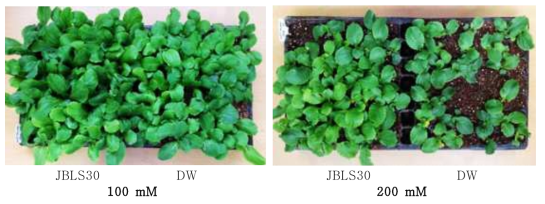 Effect of Pseudomonas sp. JBLS30 bacterization on the growth of Kimchi cabbage.