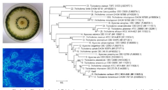 The isolation of Trichoderma Gur1 strain and its taxonomic identification
