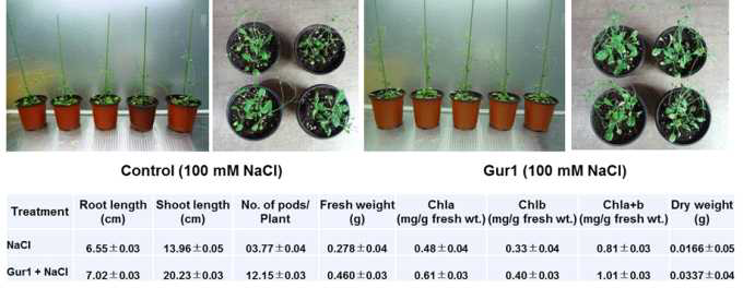 The phenotype of Arabidopsis treated with Gur1 w/ or w/o NaCl.