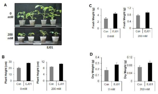 The effect of EJ01 on the growth and salt stress tolerance in tomatoes