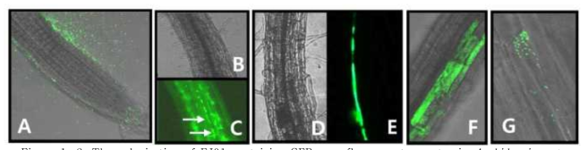 The colonization of EJ01 containing GFP as a fluorescent reporter in Arabidopsis roots