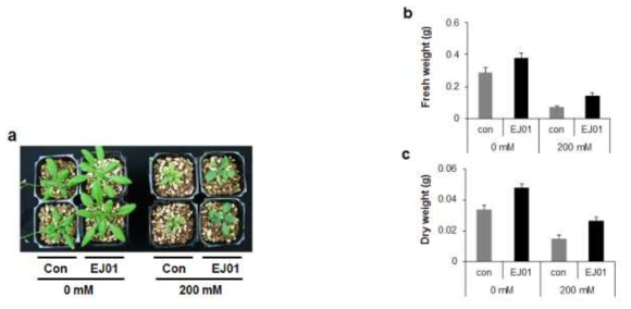 The effects of EJ01 on the growth and salt stress resistance of Arabidopsis