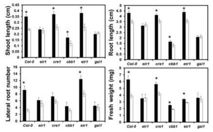 The effect of Alcaligenes faecalis JBCS1294 volatiles on growth performance of Arabidopsis thaliana Col-0 and mutant lines under salt stress.