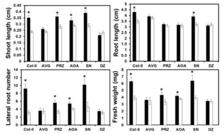 The effect of Alcaligenes faecalis JBCS1294 volatiles on growth performance of hormone inhibitor treated Arabidopsis thaliana under salt stress.
