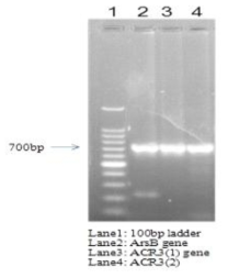 PCR amplification of ArsB and ACR3(1 and 2) genes using gene specific primers.