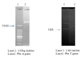 PCR amplification of PbrA and PbrT genes using gene specific primers.