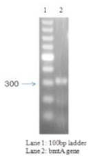 PCR amplification of metallothionein gene (bmtA) using gene specific primers.