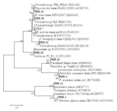 Phylogenetic tree of fungal isolates. Bootstrap values 1000 replicates.
