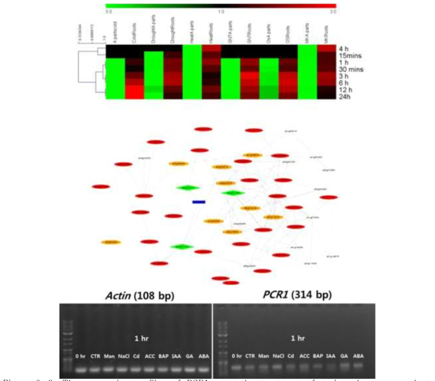 The expression profiles of PCR1 upon the treatment of various hormones and stress agents.