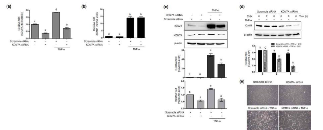 KDM7A에 의한 ICAM1 발현 및 기능 조절