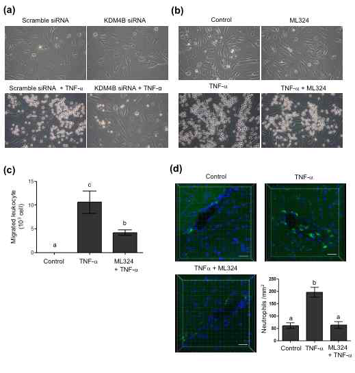 인간뇌미세혈관 내피세포 및 마우스 뇌 미세혈관내 neutrophil adhesion/transmigration